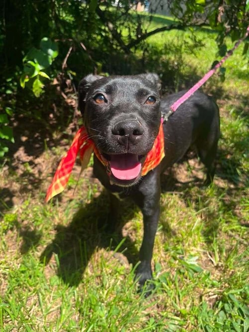CHEX - Terrier available for adoption