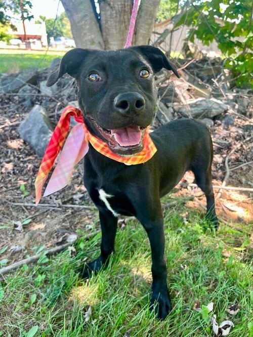 CHEX - Terrier available for adoption