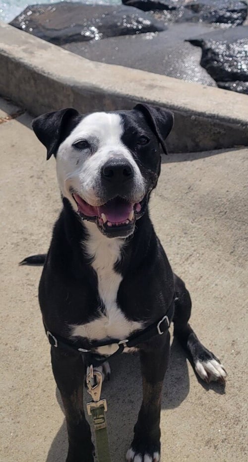 BIRDY - Pit Bull Terrier available for adoption