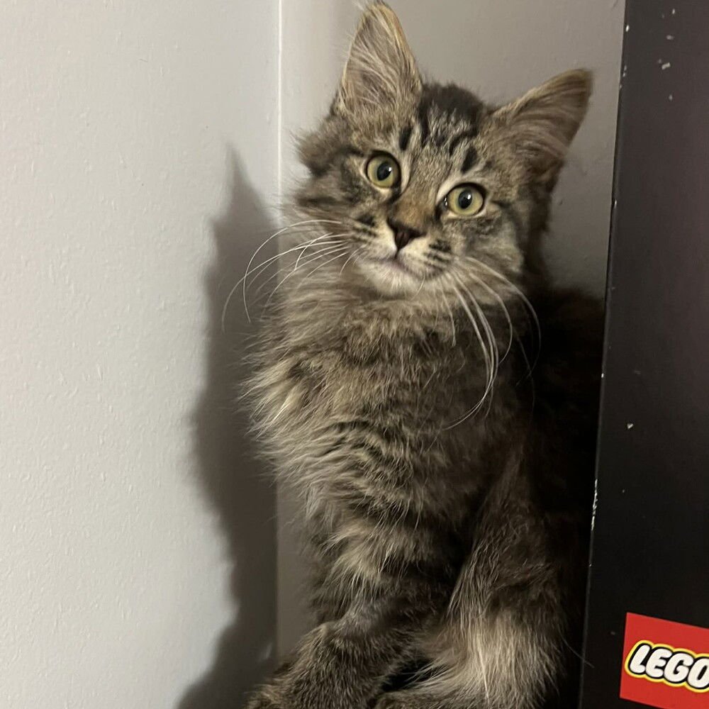 BARTLES - Domestic Long Hair available for adoption