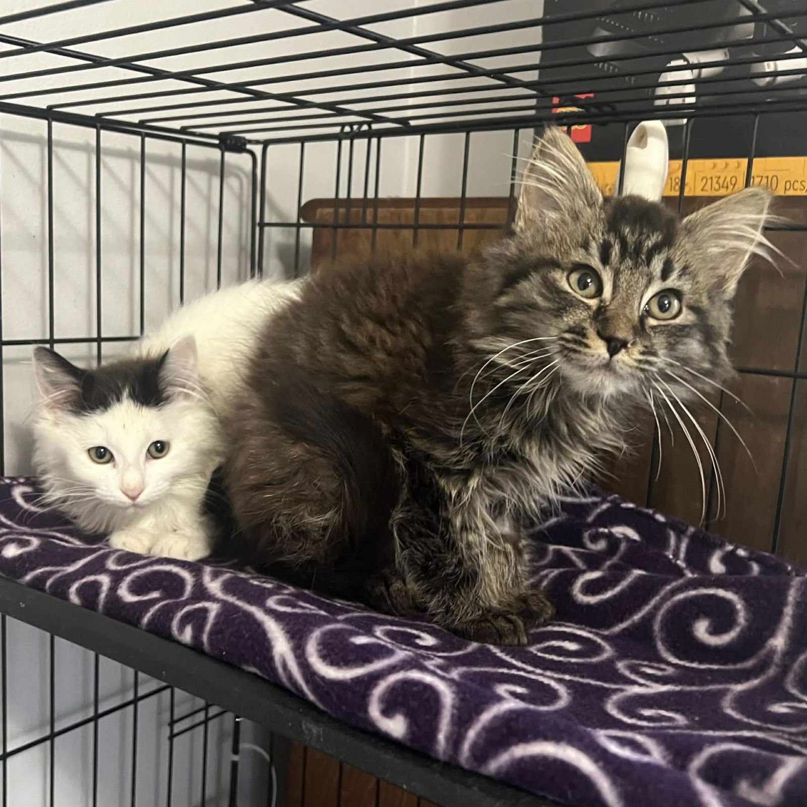 BARTLES - Domestic Long Hair available for adoption