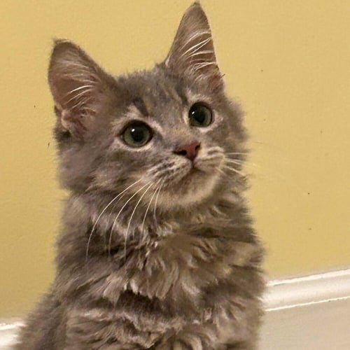 BYRD - Domestic Medium Hair available for adoption
