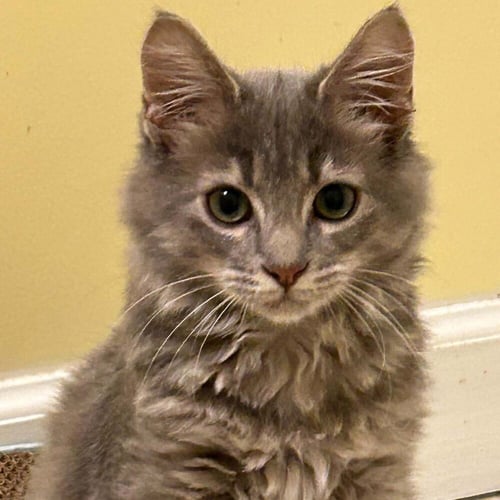BYRD - Domestic Medium Hair available for adoption
