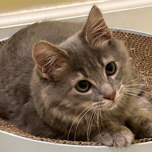 BYRD - Domestic Medium Hair available for adoption