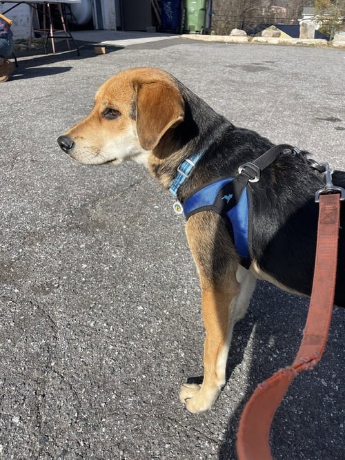 BONES - Terrier available for adoption