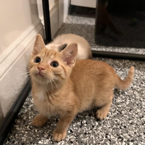LYCHEE - Domestic Short Hair available for adoption