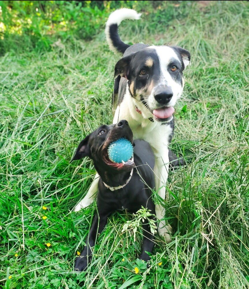 TULA - Boxer / Pit Bull Terrier available for adoption