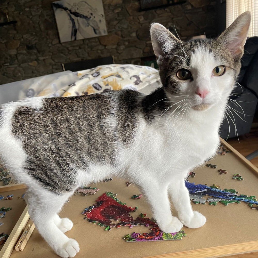 BROOKS - Domestic Short Hair for adoption in Asheville