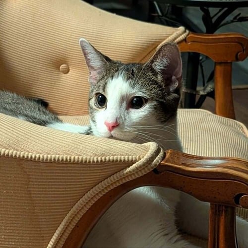 BROOKS - Domestic Short Hair available for adoption