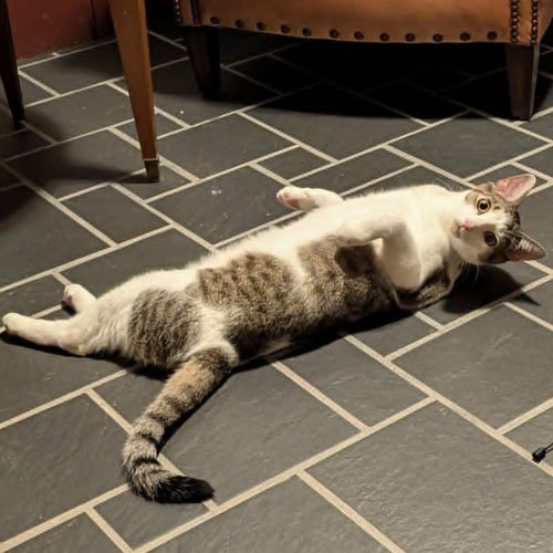 BROOKS - Domestic Short Hair available for adoption