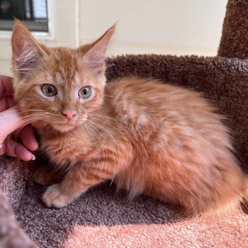 FLEETWOOD - Domestic Medium Hair available for adoption