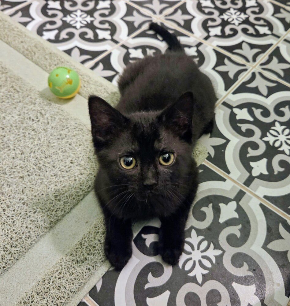 YOWZA - Domestic Short Hair available for adoption