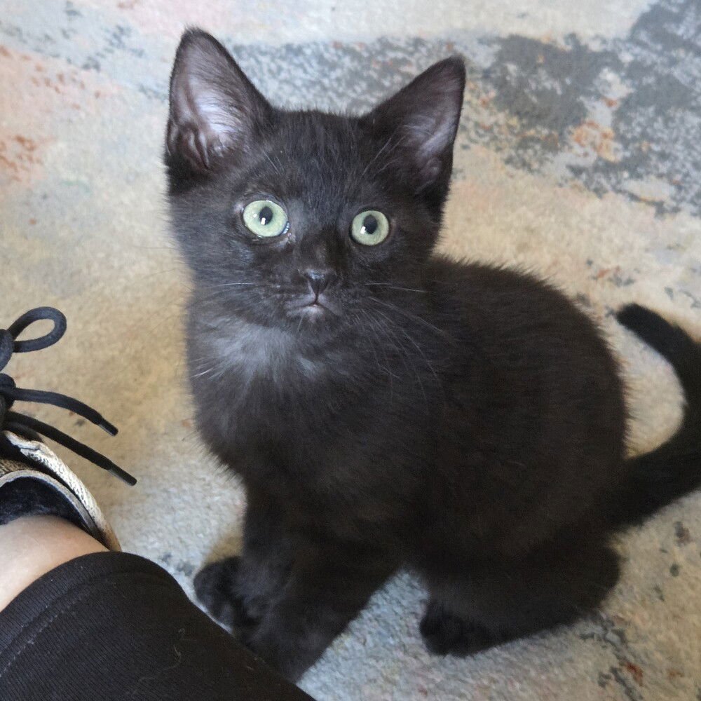 YOWZA - Domestic Short Hair available for adoption