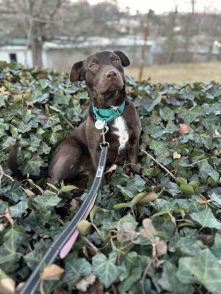 DARLA - Terrier available for adoption