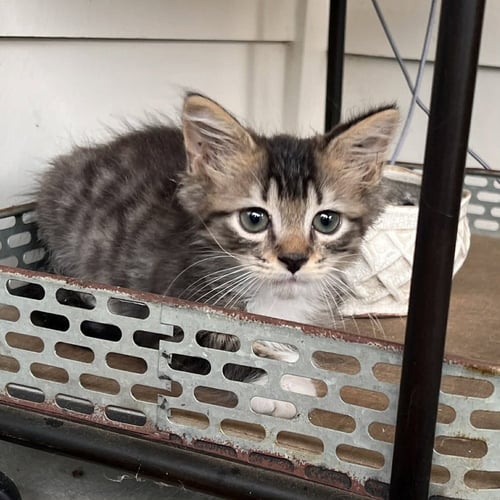 KELLER - Domestic Medium Hair available for adoption