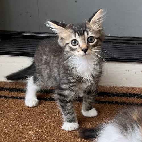 KELLER - Domestic Medium Hair available for adoption