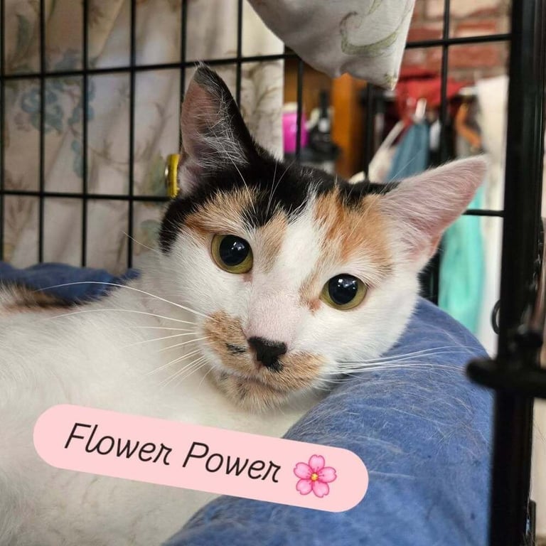 Flower Power Image