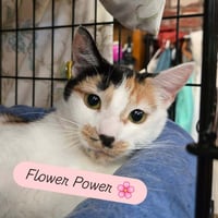 Flower Power - Photo 1