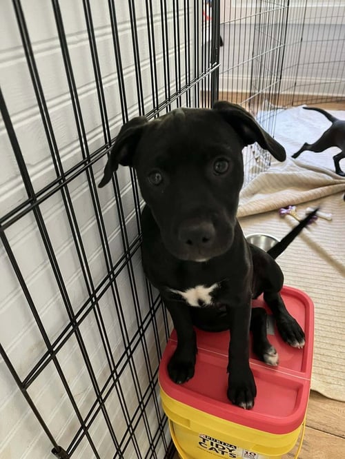 MIAA - Terrier available for adoption
