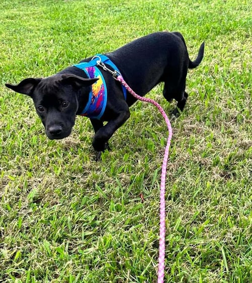 MIAA - Terrier available for adoption