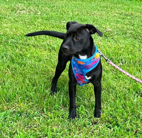 MIAA - Terrier available for adoption