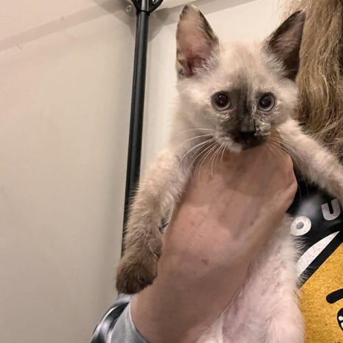 GUAVA - Siamese / Domestic Short Hair available for adoption