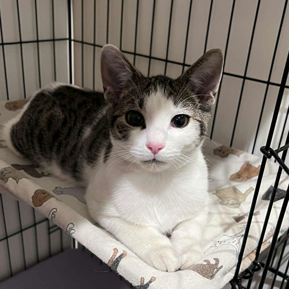 BROOKS - Domestic Short Hair available for adoption