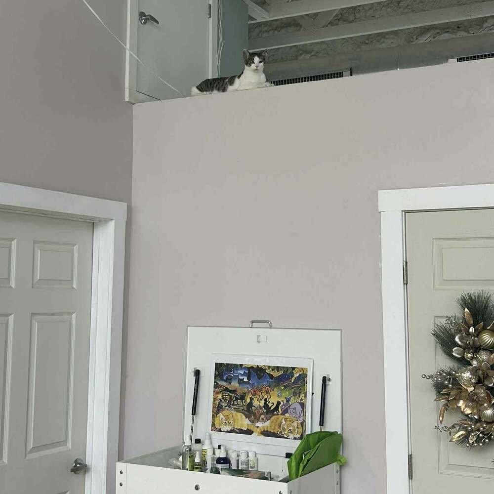 BROOKS - Domestic Short Hair available for adoption