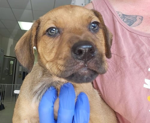 CIRCIE - Terrier available for adoption