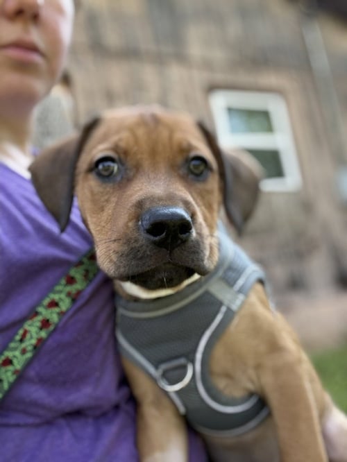 CIRCIE - Terrier available for adoption