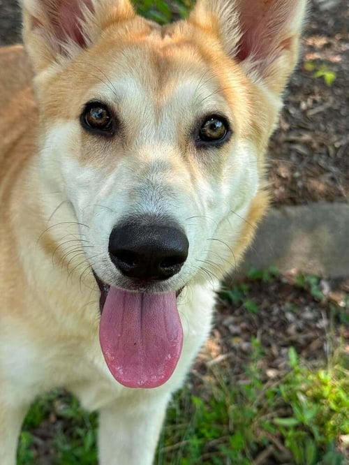 OATMEAL - Husky for adoption in Asheville