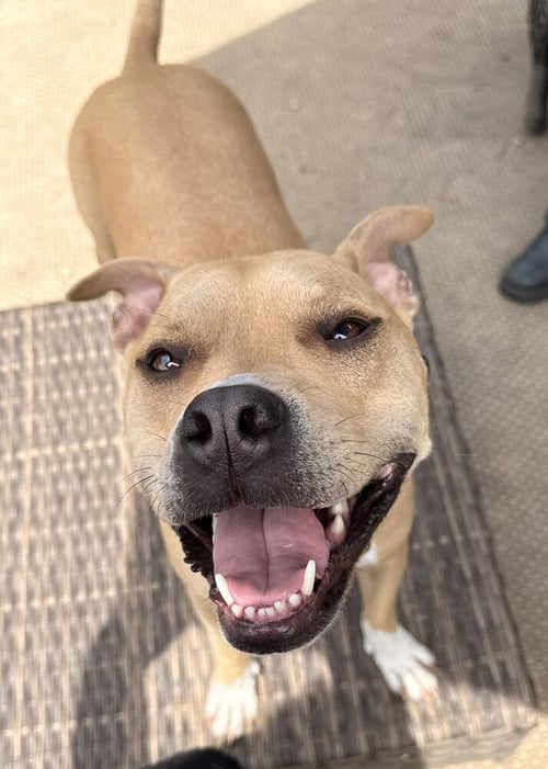DOC WATSON - Terrier available for adoption