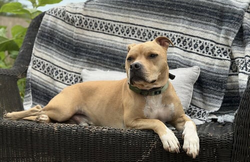 DOC WATSON - Terrier available for adoption