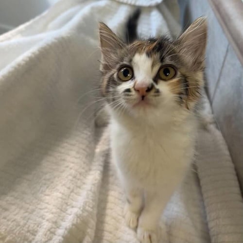 AROWANA - Domestic Medium Hair available for adoption