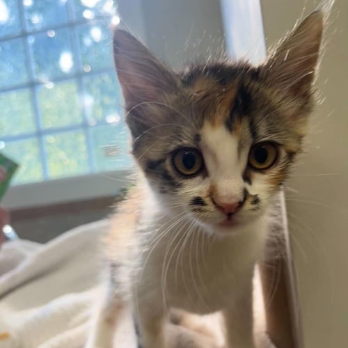 AROWANA - Domestic Medium Hair available for adoption