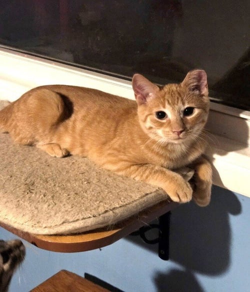 CHARLIE - Domestic Short Hair available for adoption