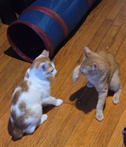 CHARLIE - Domestic Short Hair available for adoption
