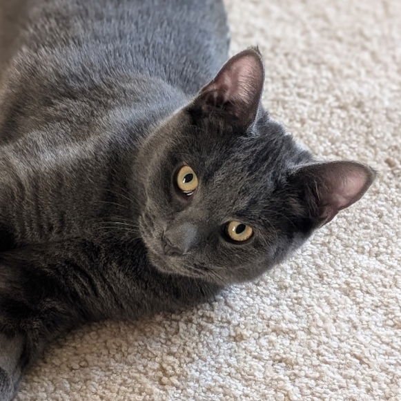 ASHER - Domestic Short Hair available for adoption