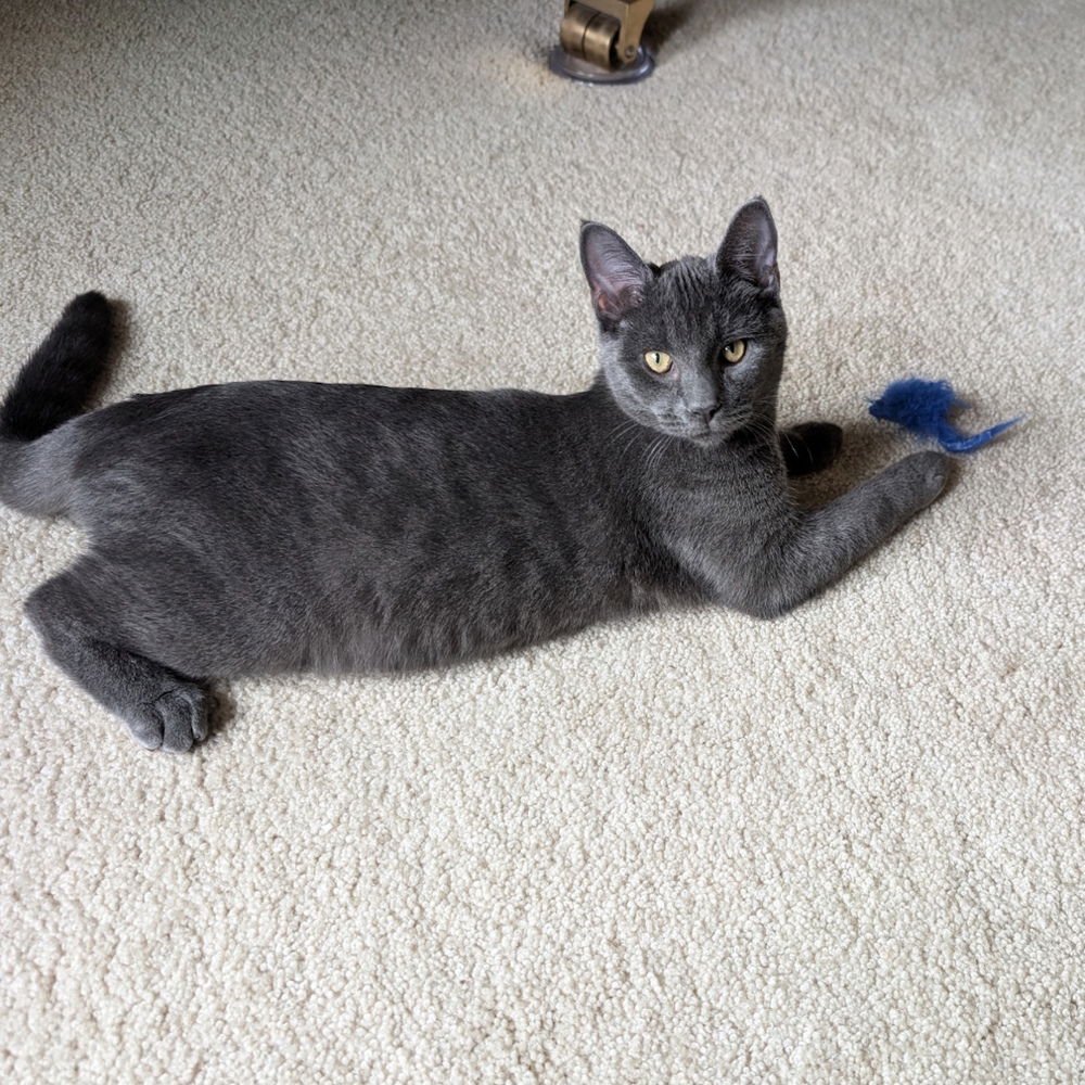 ASHER - Domestic Short Hair available for adoption