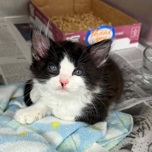CLARENCE - Domestic Medium Hair available for adoption