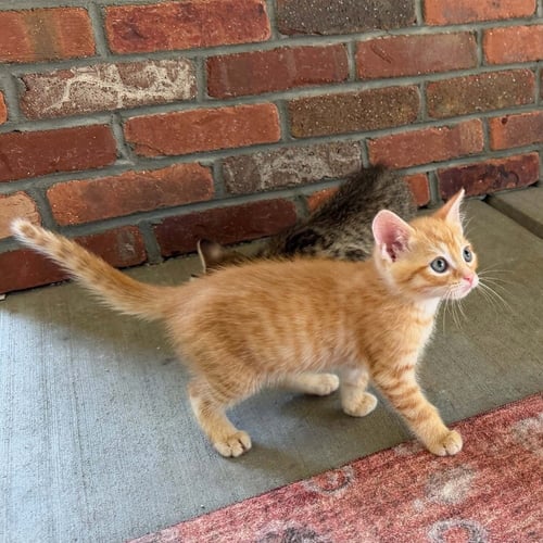 SUNNY D - Domestic Short Hair available for adoption