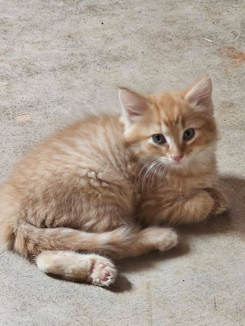 TAG - Domestic Medium Hair available for adoption