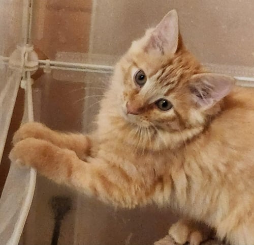 TAG - Domestic Medium Hair available for adoption