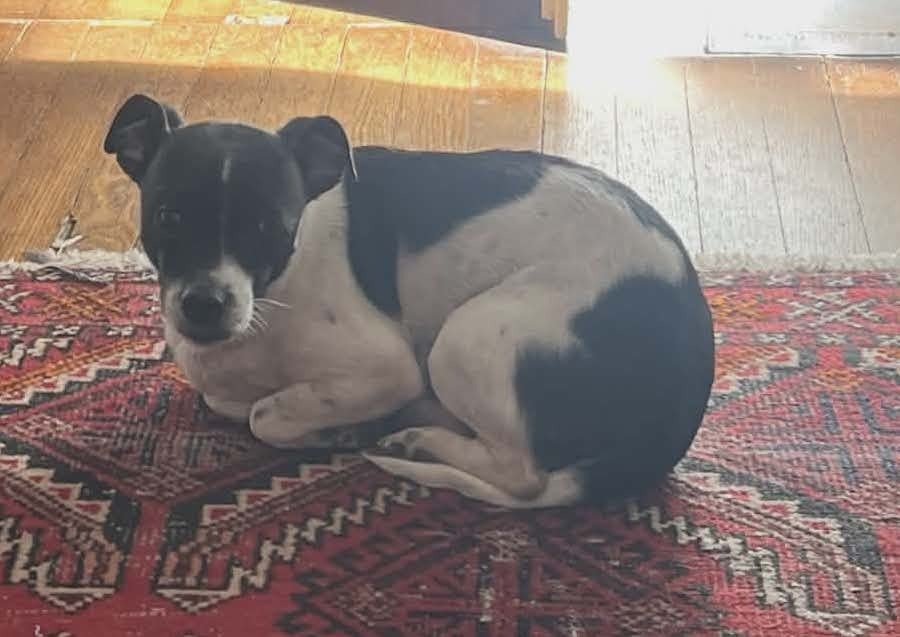 AVERA - Terrier available for adoption