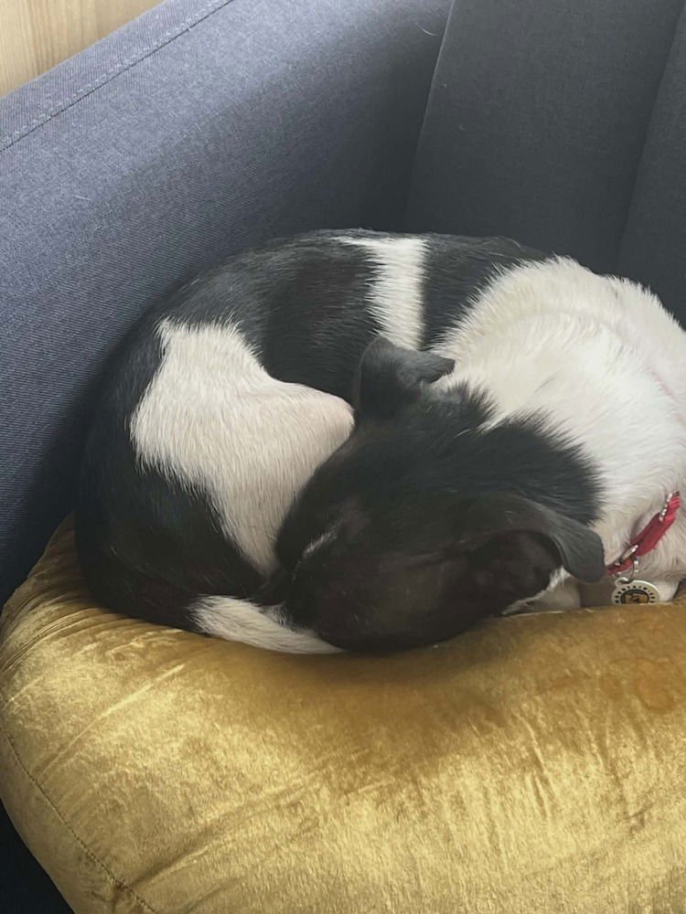 AVERA - Terrier available for adoption