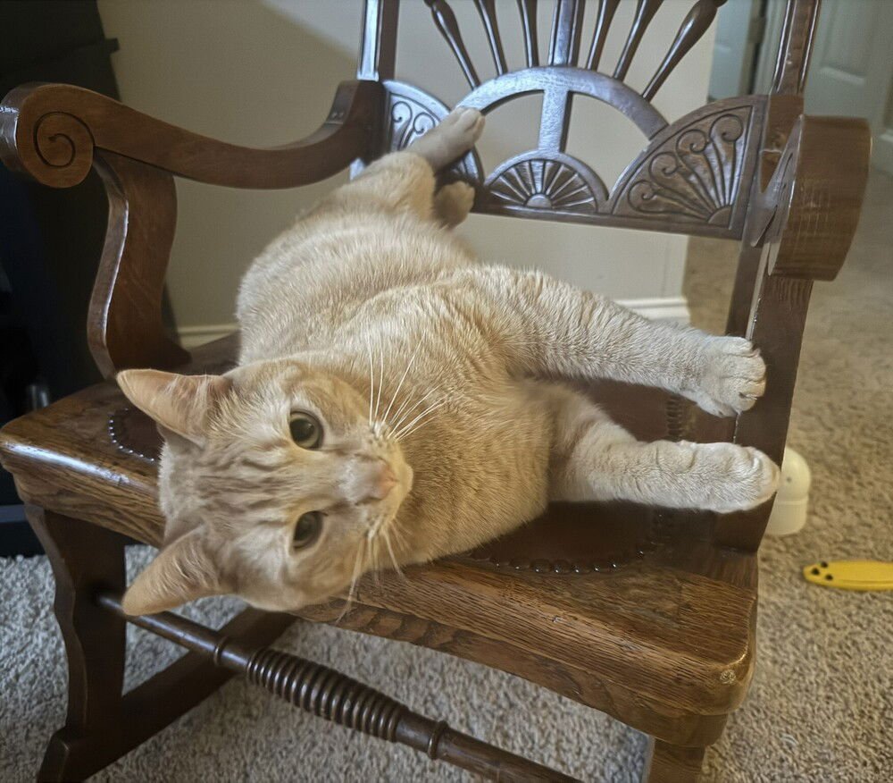 ZZ - GARFIELD - Domestic Short Hair available for adoption