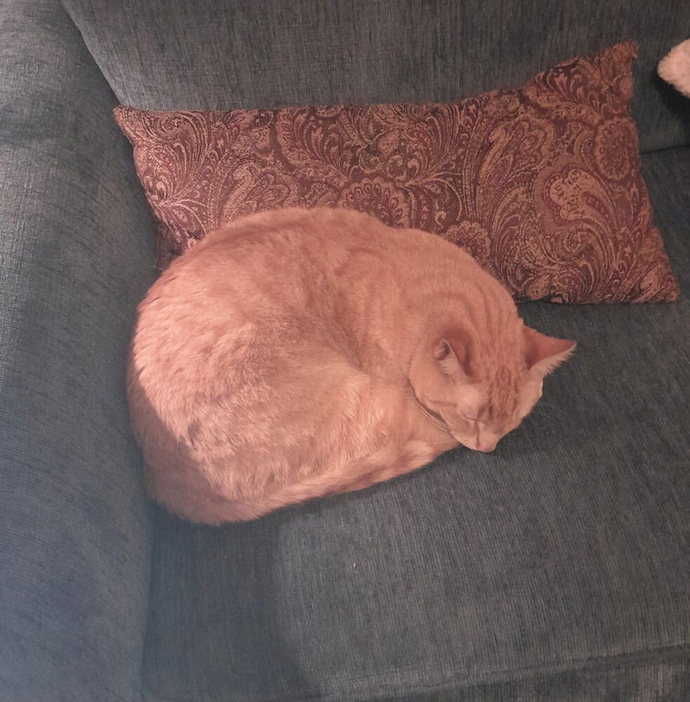 ZZ - GARFIELD - Domestic Short Hair available for adoption