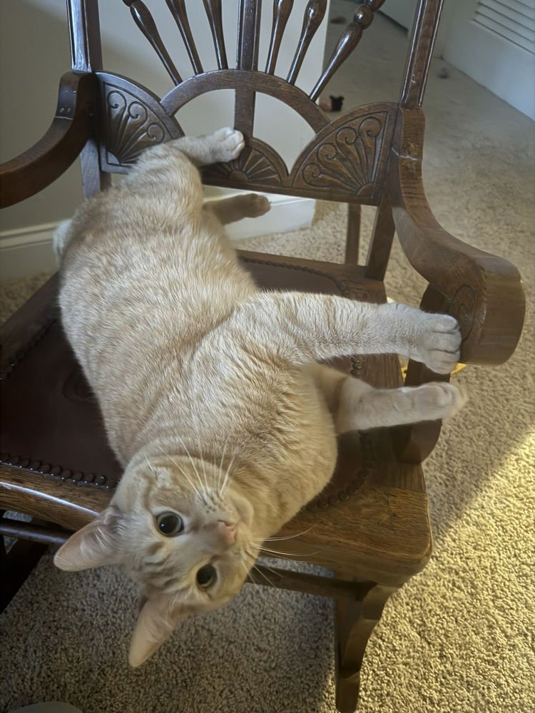 ZZ - Garfield - Photo 3