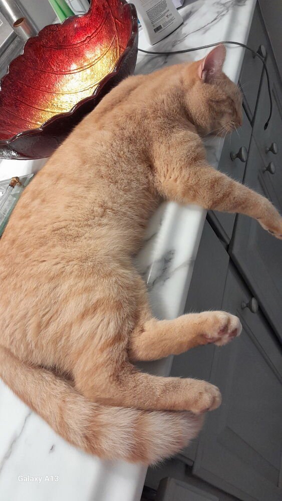 ZZ - Garfield - Photo 4