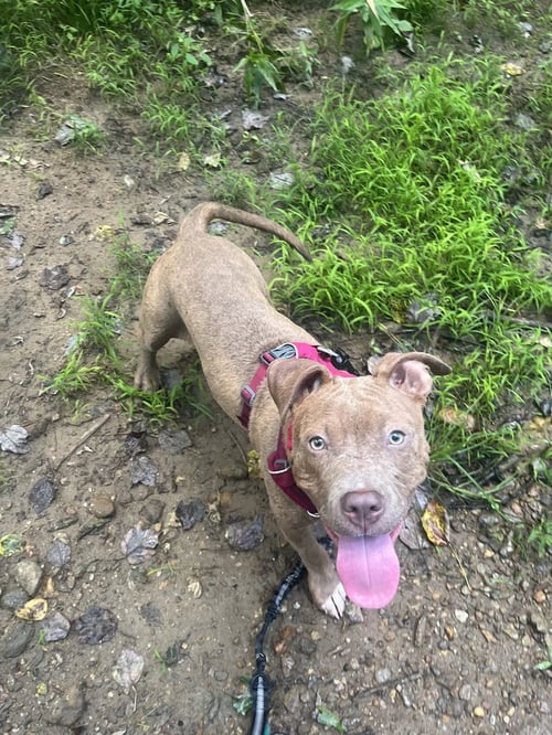 UNA - Terrier available for adoption